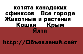 котята канадских сфинксов - Все города Животные и растения » Кошки   . Крым,Ялта